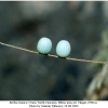 erebia iranica ovum